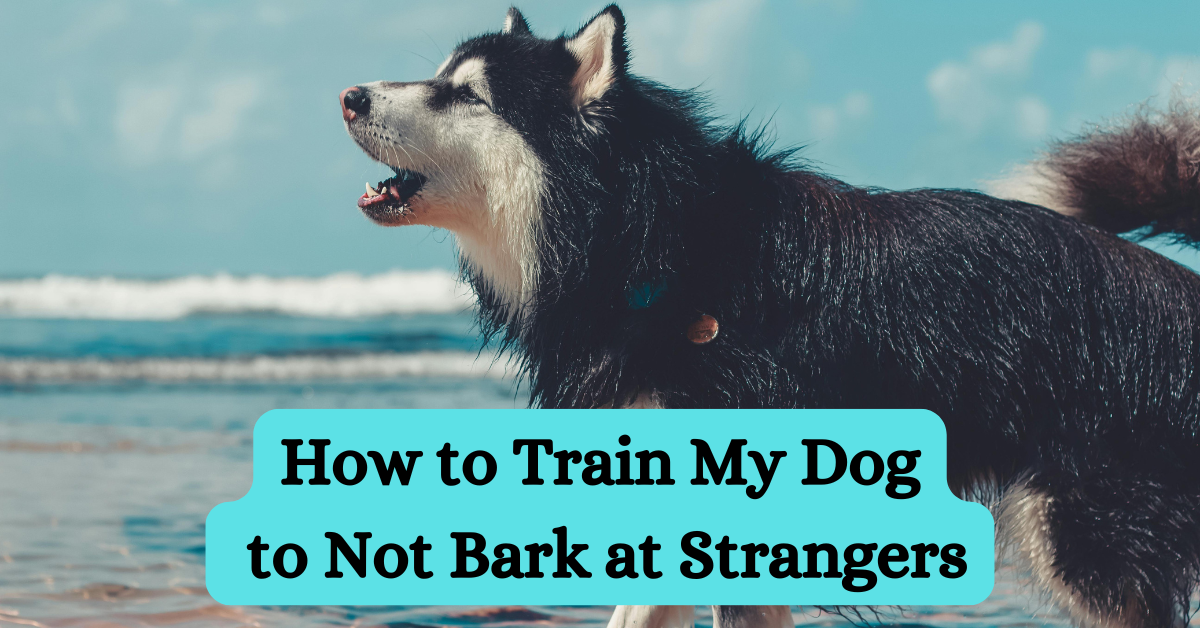 You are currently viewing How to Train My Dog to Not Bark at Strangers