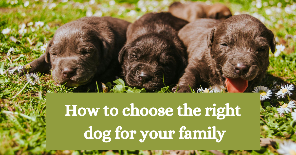 You are currently viewing How to choose the right dog for your family