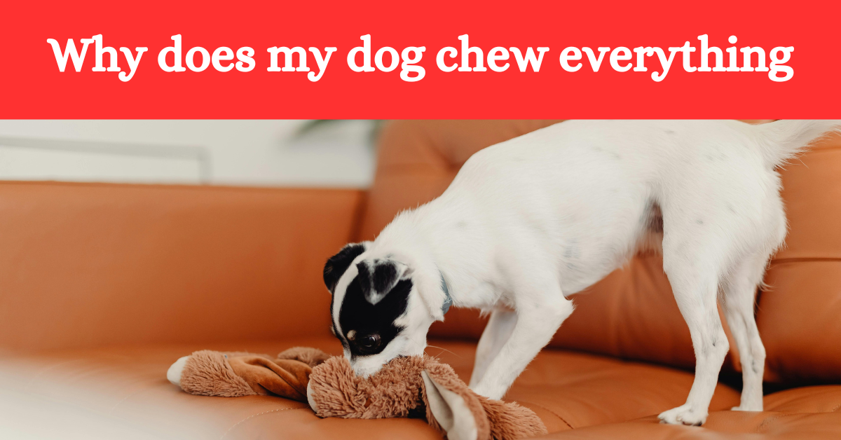 Read more about the article Why Does My Dog Chew Everything & How to Stop It